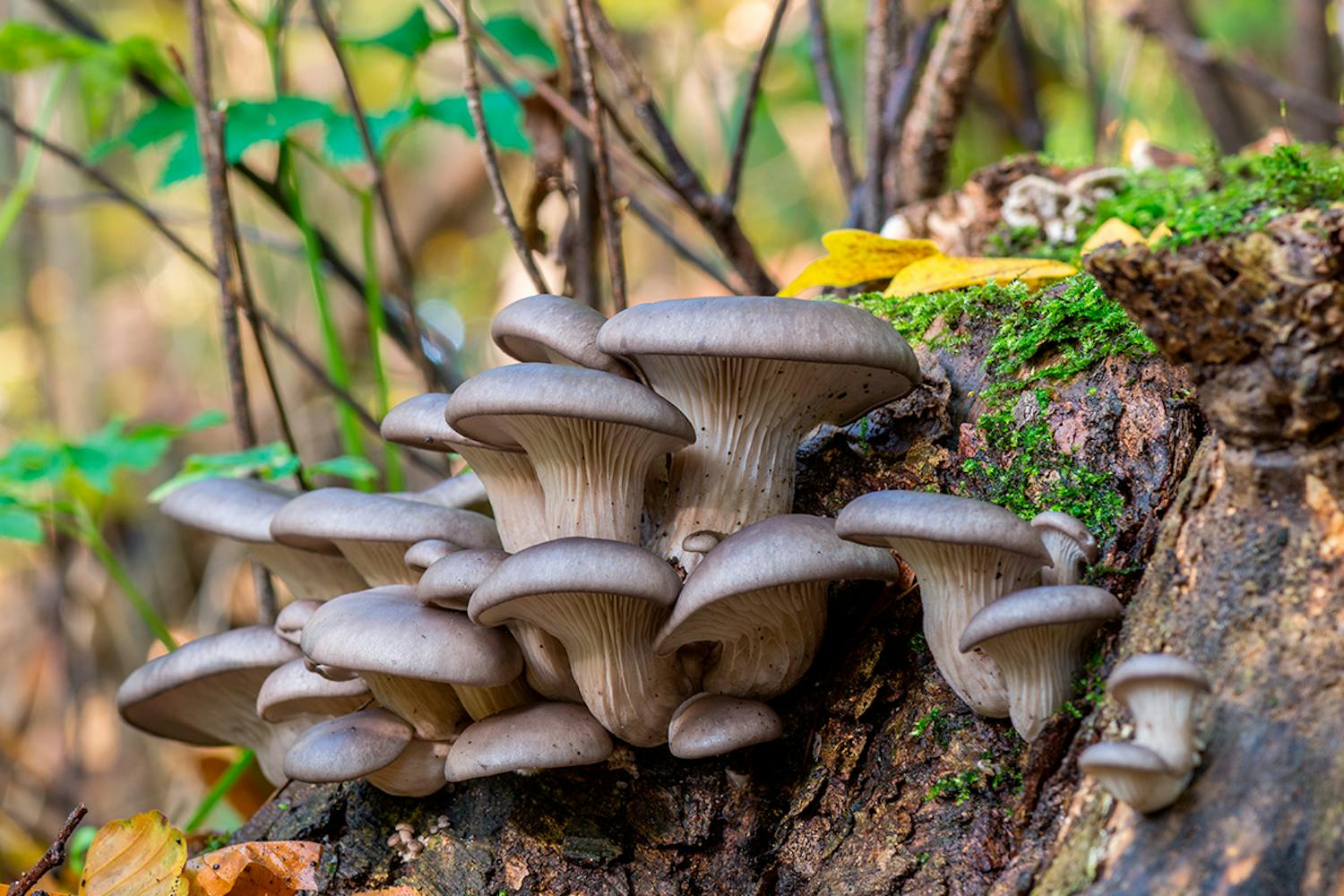 Ostronmussling Ostronmussling